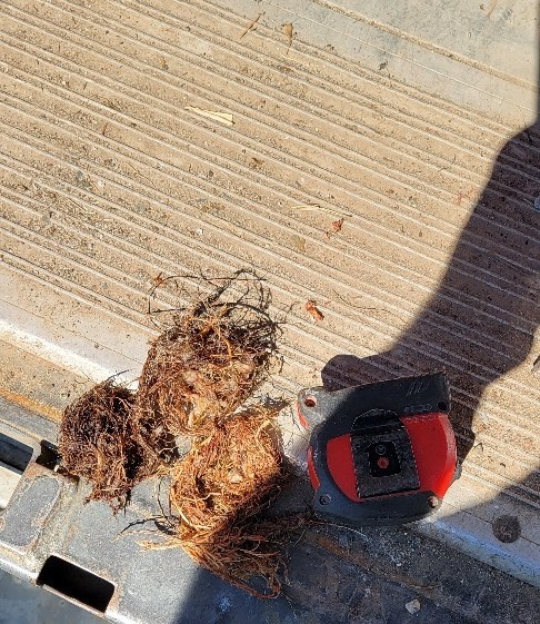 Clumps of fine brown tree roots on a ridged metal step next to a red tape measure
